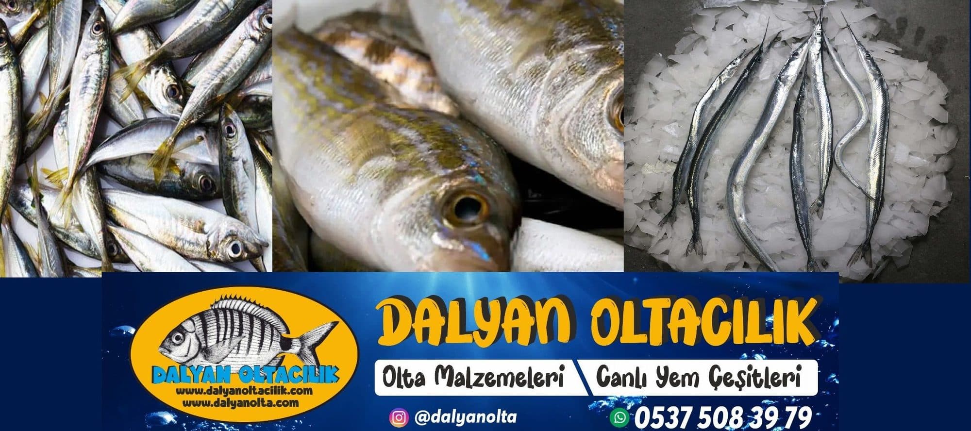 Canlı Lugworm 